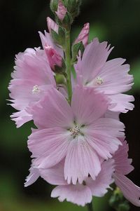 Checkerbloom (sidalcea)