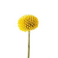 Flower: Billy Balls (Craspedia) Variety: Paintball Globe Color: Yellow Stem Count: 50 Stems Per Bunch