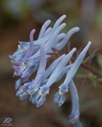 Corydalis Flexuosa - China Blue