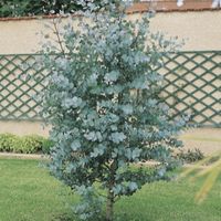 Eucalyptus 'Baby Blue' - Vente en ligne de plants d'Eucalyptus 'Baby Blue' pas cher | Leaderplant