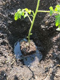 Hole in Mud with Tomato Plant and Water Surrounding the Base of the Plant in Hole