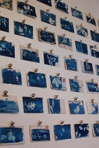 Cyanotypes of weeds on old postcards