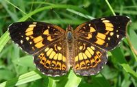 Silvery Checkerspot Butterfly: Identification, Facts, & Pictures