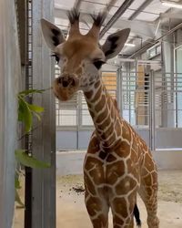 Giraffe Lovers Club on Instagram: "🦒 By 📷 @fortworthzoo Follow @giraffeloversclub for more Tag someone that should see this!👇 #giraffeloversclub"