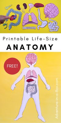 Make a quick anatomy model for kids to study the human body with these free printable life-size organs! #stemactivities #kidsactivities #homeschool #homeschooling #education