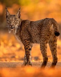 Iberian Lynx (Lynx pardinus) / Lynx ibérique, ou Lynx d'Espagne, ou encore Lynx pardelle / Image by yarinklein_wild_photography (Yarin Klein) from instagram