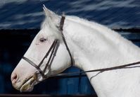 stallion | USA | 2007 | by Panoramic out of Snow Baby Go #thoroughbred #stallion #dominantwhite #colouredthoroughbred #whitethoroughbred