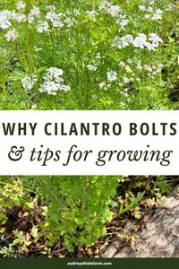 Here are tips for growing cilantro in your garden. It's an easy herb to grow but it will bolt quickly if you grow it during the wrong time of year. So this post will share all of the tips you need to prevent bolting and have a successful harvest of cilantro.