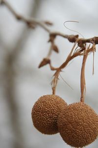 Sycamore Pods. I used to love these when I was little. I would pull them apart and blow the seeds everywhere!