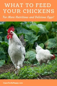 What and how to feed your chickens for the BEST quality eggs!