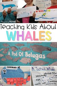 Teach children about whales in the classroom with these classroom lesson ideas, including a beluga directed drawing, whale vocabulary, and science and early literacy lessons. #whales #scienceforkids #teachingreading #animalscience #whalestudy #whalescience