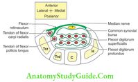 Muscles Of The Anterior Forearm - Anatomy Study Guide