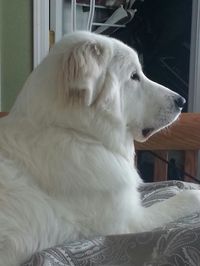 Duke the Great Pyrenees