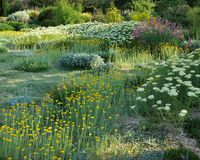 How to plan a dry garden: ideas for plants and landscaping | Homes & Gardens