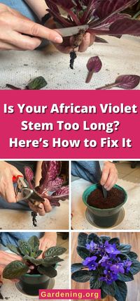 Is Your African Violet Stem Too Long? Here’s How to Fix It