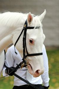 mare | JPN | 2010 | by Kurofune out of Shirayukihime #thoroughbred #mare #dominantwhite #colouredthoroughbred #whitethoroughbred