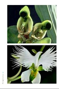 This is one of the orchid species, named flower of the Holy Spirit. It blooms once a year. Before blooming, it looks like praying saints, when the flower blooms, it looks like a flying dove. How amazing is Gods Creation!