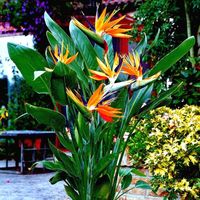 ORANGE BIRD of PARADISE SEEDS (Strelitzia reginae) Tropical Crane Flower Plant | eBay