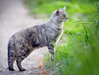 Falmer Farm Cat