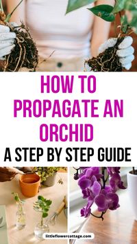 Discover a step-by-step guide on how to propagate an orchid, including essential techniques and tips to successfully grow new plants from your existing orchids