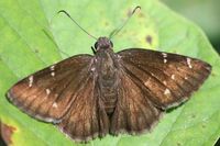 Northern Cloudywing (Thorybes pylades)