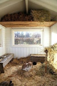 Visit “ZooAwesome.com” to keep your pet rabbits safe & healthy with outdoor hutch ideas. Learn about pet bunny rabbits, pet bunny rabbit cage, rabbit pen outdoor, rabbit house ideas, aesthetic rabbit enclosure outdoor ideas, rabbit hutch plans for baby bunnies, bunny hutch outside for cute bunnies, double rabbit hutch, diy large rabbit hutch, outdoor rabbit run, winter outside bunny enclosure & more. #bunnyaesthetic #rabbitaesthetic #fluffybunnies #babybunny #cuterabbit #cutebunniesaesthetic