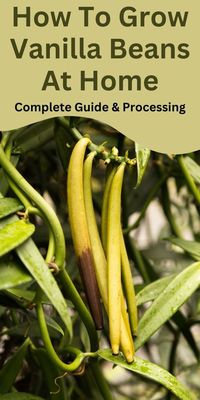 Learn how to grow and process vanilla beans at home through fermenting and drying to get flavorful vanilla beans.