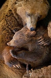 Ursus arctos arctos, one of the most common subspecies of brown bear, inhabits northern Eurasia.