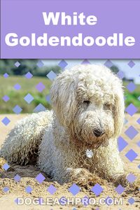 White Goldendoodle, White Goldendoodle haircut, White Goldendoodle puppy, Black and White Goldendoodle, Black and White Goldendoodle puppy, Black and White Goldendoodle full grown, Parti Goldendoodle Black and White, Brown and White Goldendoodle, brown and white goldendoodle puppy, Red and White Goldendoodle, Red and White Goldendoodle puppy, Apricot and White Goldendoodle, Apricot Goldendoodle with White, Chocolate and White Goldendoodle, Chocolate and White parti Goldendoodle, Puppies, puppy