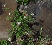 PA Bittercress in Bloom Before Spring #Amazmerizing