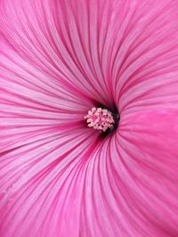 Close up of a pink mallow