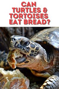 Can Turtles & Tortoises Eat Bread? Discover why bread is not a part of a healthy diet for turtles and tortoises and what you should feed them instead for optimal health.