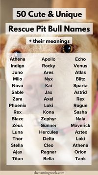 Want a cute and unique dog or puppy name for your rescue pit bull? Check out 50 perfect pit bull names you’ll be obsessed with. If you’re looking for a cute, unique, rare, or sweet dog names, this list of cute pit bull dog names is for you! Cute puppy names, cute names for dogs