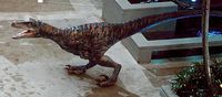 Velociraptor 'Echo' from Jurassic World.