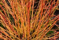 Noted for its colorful stems and twigs in winter, Bloodtwig Dogwood 'Midwinter Fire' (Cornus sanguinea) is a hard plant to beat for a colorful show in the winter garden. It features spectacular decorative features: golden fall foliage followed by branches and stems that start yellow at the base of the plant and gradually turn bright orange to crimson towards the tip of the plant.