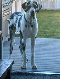 Biggest slobber ever Harlequin European Great Dane Ryker |#great #dane #pet #puppy #dogs #bigdog #slobber Funny Dane Photos | Pinterest | My Great Dane Pictures | Pinterest # #greatdanepuppy #europeangreatdane #harlequingreatdane #greatdane