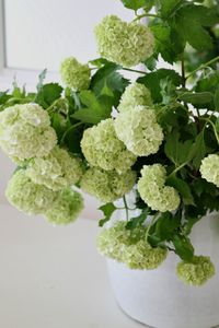 Snowball Viburnum - Beautiful House