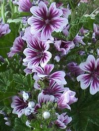 Zebra Hollyhocks -  perennials that bloom all summer long. They are easy to grow, self seed, are drought tolerant, and attract butterflies. They grow in sun to part shade and get 2-4' tall. Great for perennial beds, cottage gardens, borders, and rock gardens. Zones 4-8