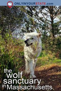 Travel | Massachusetts | Wolf Sanctuary | Wildlife | Animals | Ipswich | Wolf Hollow | Wolves | Wildlife Park | Things To Do | Day Trips | USA | Road Trips | Adventures | Massachusetts Wolf Sanctuary