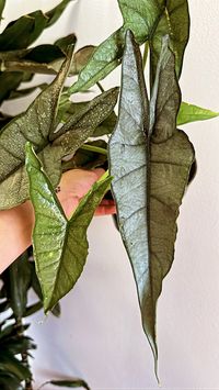 "Alocasia Heterophylla Silver 'Dragon's Breath in 6\" pot  Extremely rare Alocasia with silver leaves and blue veining. Care:  Water: every 5-7 days when top 2\" of soil is dry. Light: Medium/Bright Indirect to Bright Indirect Sunlight.  Temperature: 65oF - 80oF  Humidity Keep humidity medium to high at 65 - 75%  *All Plants are Nursery Grown and are shipped from Luna Love Houseplant Shop in Ashland, Oregon*"