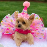 "* Birthday dog harness-dress. * Hot pink satin bodice is lined to ensure comfort. * Three colorful birthday balloons on ribbon strings adorn the bodice. * D-ring for leash attachment. * Skirt's top layer is an sparkle organza balloons design. * Layers of hot pink tulle make a full tutu.   Make your baby's next birthday special! Matching vest here: http://etsy.me/2kCufw6.  See sizing options that are available for this item below. PLEASE MEASURE YOUR DOG BEFORE ORDERING. See picture guide for ho