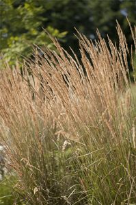 Reitgras Das Garten-Reitgras 'Karl Foerster' (Calamagrostis x acutiflora) ist mit seiner mittelgrünen Blattfärbung ein dekoratives Gestaltungselement im Garten, welches sich an einem sonnigen Standort mit einem möglichst durchlässigen, lockeren, nährstoffreichen, sandigen Boden am wohlsten fühlt. Die braunen Blütenwedel schmücken die aufrecht wachsende Pflanze ab Sommer. Bei günstigen Bedingungen erreicht dieses winterharte Gras eine Höhe von ca. 1,5 m und wird bis zu 1 m breit. Schnittblume * a