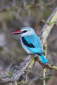 size: 12x8in Photographic Print: Africa, Tanzania. Portrait of a woodland kingfisher. by Ellen Goff :