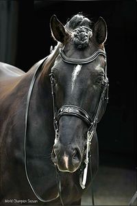 The triple World Champion established a “new type” of dressage horse, with long legs, ample size and powerful movement.