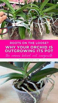 Discover why your orchid's roots are on the loose and outgrowing their pot. This guide explains the reasons behind root overgrowth and offers practical solutions to keep your orchid contained and healthy.