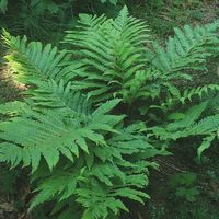 Goldie's Giant Wood Fern