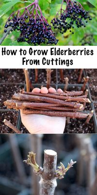 Growing Elderberries from Cuttings ~ Propagating elderberries is simple, all you need is a few hardwood cuttings and a bit of patience.