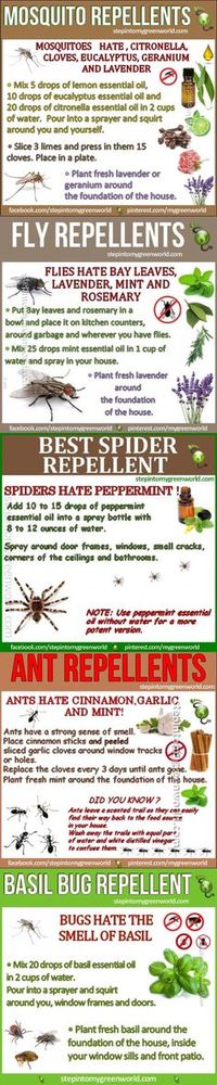 5 Best Homemade Mosquito and Insect Repellent insects camping diy diy ideas easy diy bugs tips life hacks all natural camping hacks good to know repellent repellents