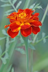 "Up for sale is one pack of 300 French Marigold flower seeds. This is the \"Sparky\" variety which creates a single flowers in shades of red and orange on on 12\" stems. We offer flat rate combined shipping on all orders, no limit on the amount or type of seed packets. CULTURE Soil temperature: 70 degrees fahrenheit Germination lighting: Light required Germination days: 10 days Plant spread: 10 inches Plant height: 12'' Plant type: Annual Maturation days: 55 days In late spring loosen enriched g