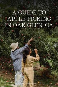 Looking for the best place to go apple picking in Southern California this fall? Oak Glen is the perfect autumn daytrip from Los Angeles!   #applepicking #fallactivities #californiaautumn #losangeles #oakglen